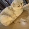 comment-small-img