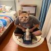 comment-small-img