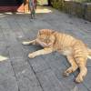 comment-small-img