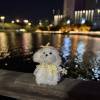 comment-small-img