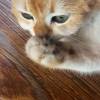 comment-small-img