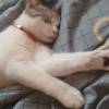 comment-small-img
