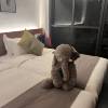 comment-small-img