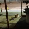 comment-small-img