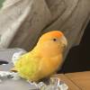 comment-small-img