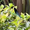 comment-small-img