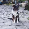 comment-small-img