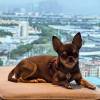 comment-small-img