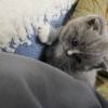 comment-small-img