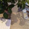 comment-small-img