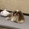 comment-small-img