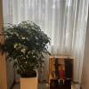 comment-small-img