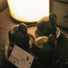 comment-small-img