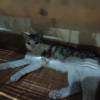 comment-small-img
