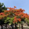 comment-small-img