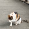 comment-small-img