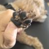 comment-small-img