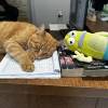 comment-small-img