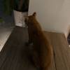 comment-small-img