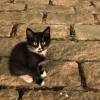 comment-small-img