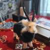 comment-small-img