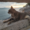 comment-small-img