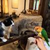 comment-small-img