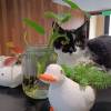 comment-small-img