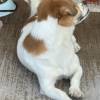 comment-small-img