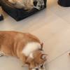 comment-small-img