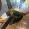 comment-small-img