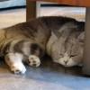 comment-small-img