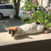 comment-small-img