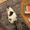 comment-small-img