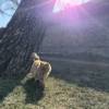 comment-small-img