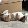 comment-small-img