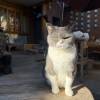 comment-small-img