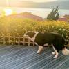 comment-small-img