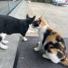 comment-small-img