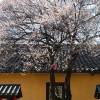 comment-small-img