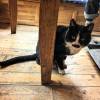 comment-small-img