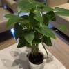 comment-small-img