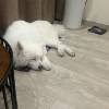 comment-small-img