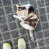 comment-small-img