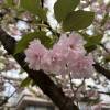 comment-small-img