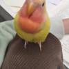 comment-small-img