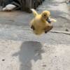 comment-small-img