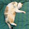 comment-small-img
