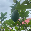 comment-small-img