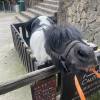 comment-small-img
